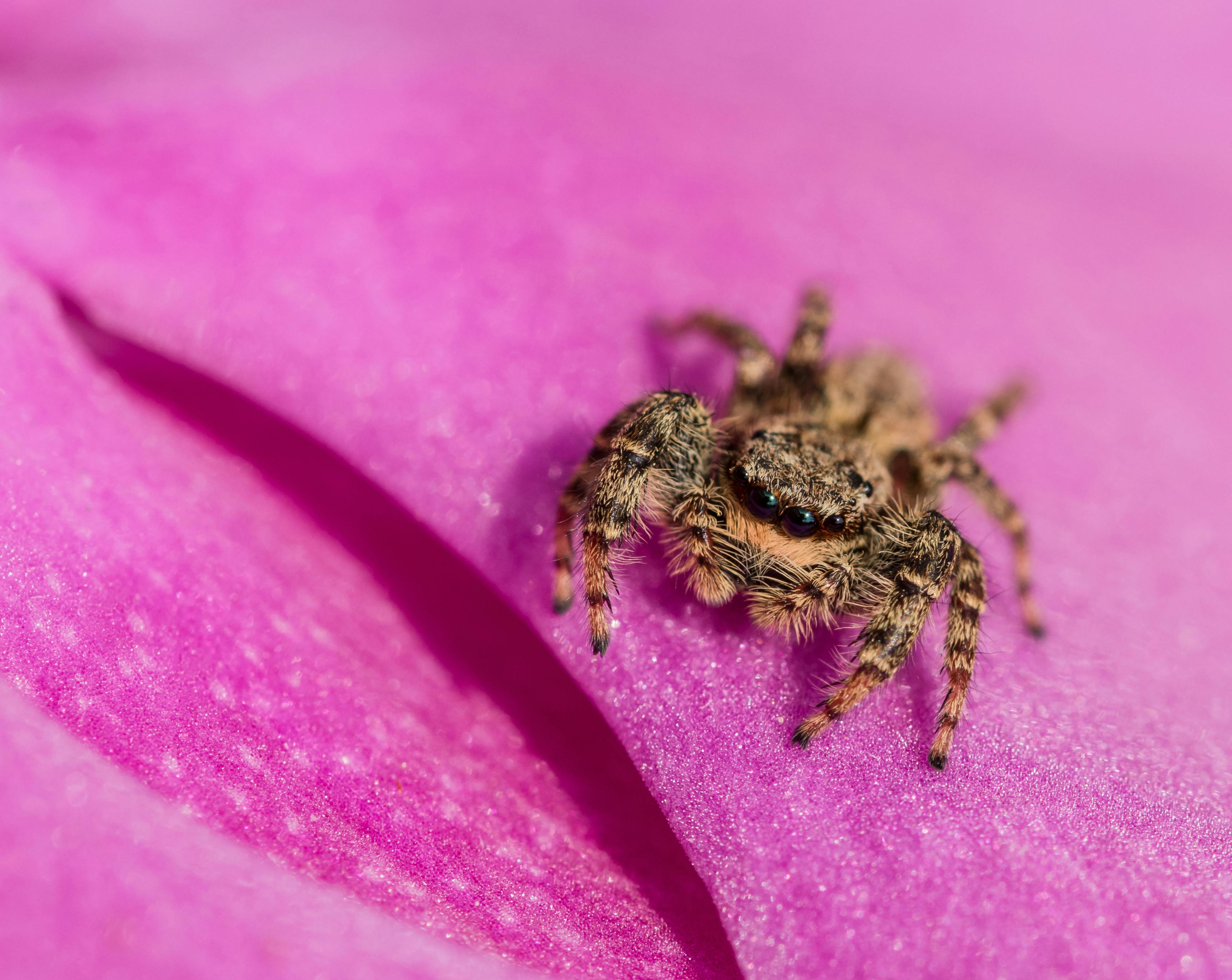 Araña Saltarina